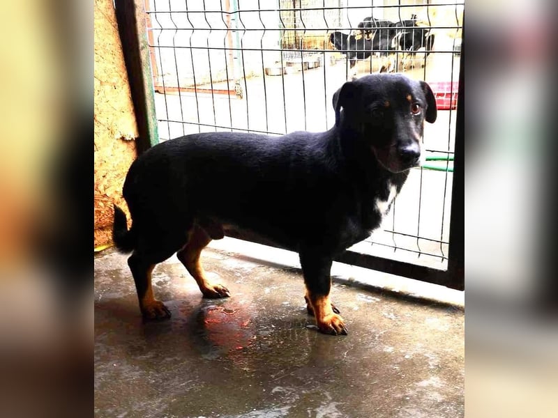 Pelle sucht geduldige und verständnisvolle Menschen