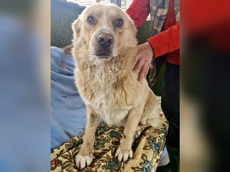 Trauriger Hugo sucht seine Familie