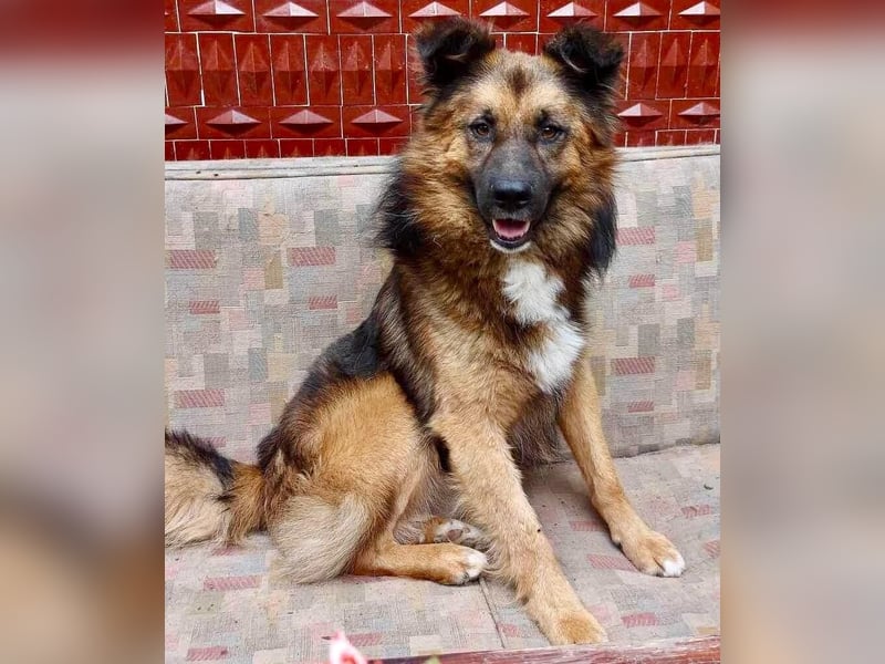 Mimo liebt Menschen und andere Hunde