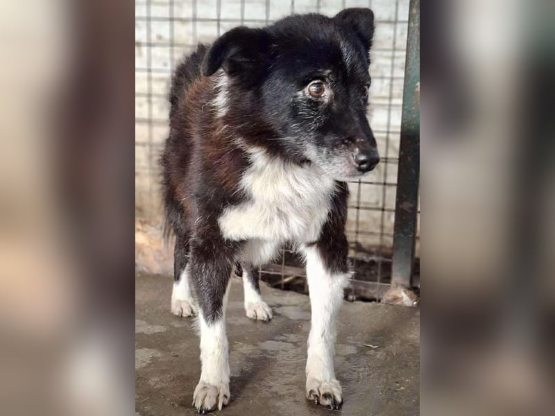 Trauriger, verwaister Pedro