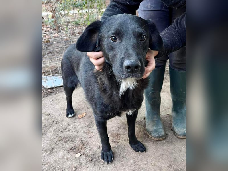 Seelenhund Mo sucht Halt und Liebe bei erfahrenen und geduldigen Menschen