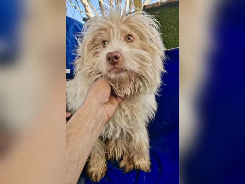 Todtrauriger Boomer auf der Suche nach Glück