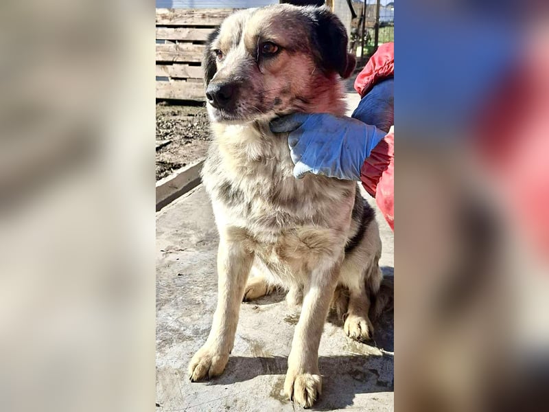 Schmusiger, verspielter Cisco