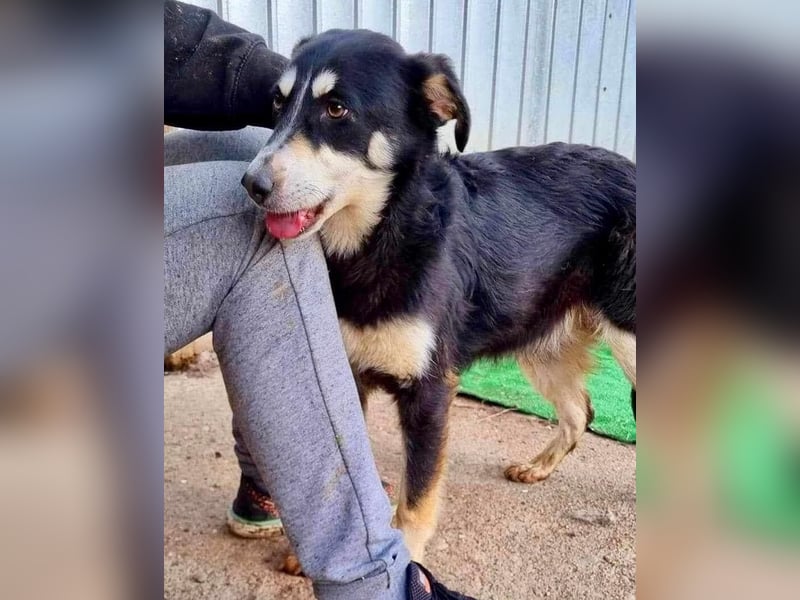 Sanfte, neugierige Hündin Dora