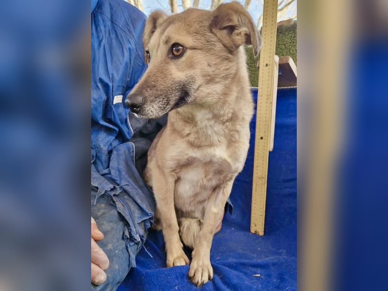 Zierliche Junghündin Dana