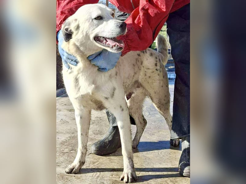 Tonio – fröhlicher Junghund mit großem Herzen