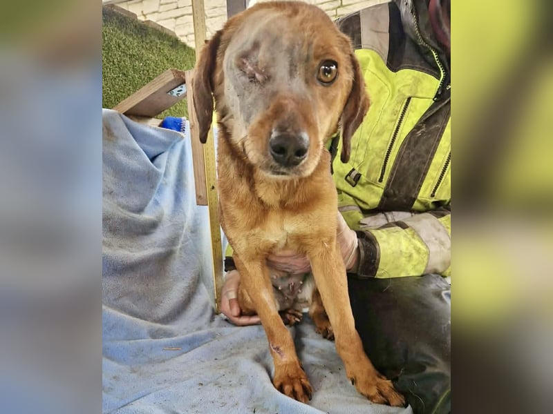 Tapfere Poppy sucht ihr Glück