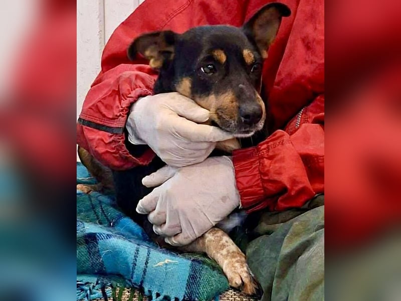 Liberty – fröhlich und verspielt