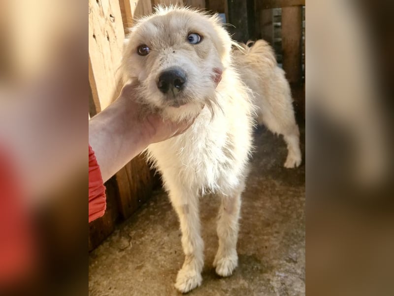 Mara, Schönheit mit zweifarbigem Blick