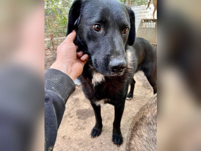 Seelenhund Mo sucht Halt und Liebe bei erfahrenen und geduldigen Menschen