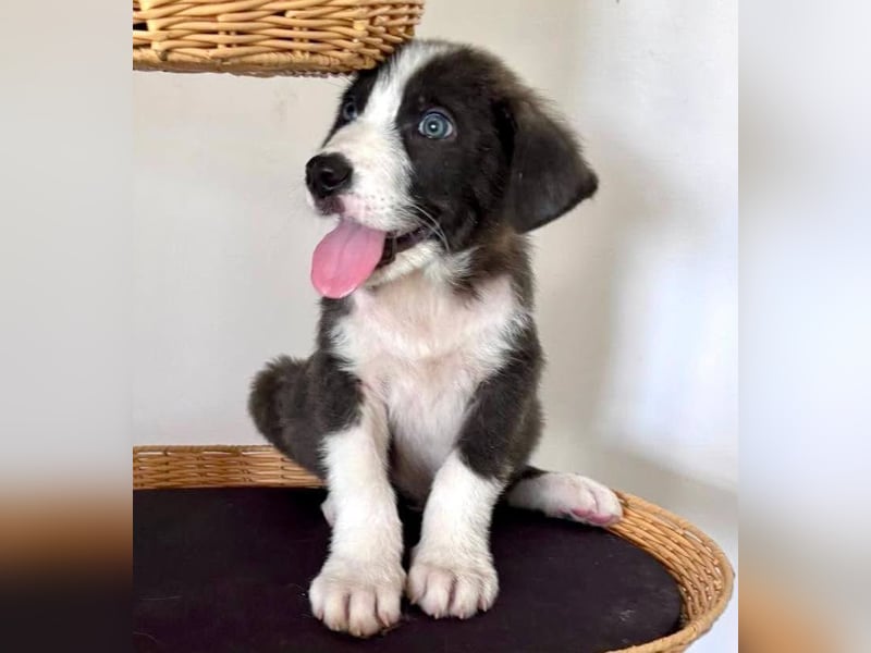Kleiner Herzenshund Figo sucht seine Familie