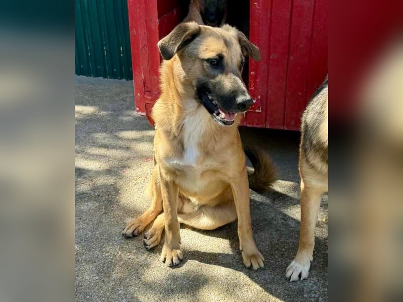 Katzenfreundlicher, lebensfroher Junghund Loyd