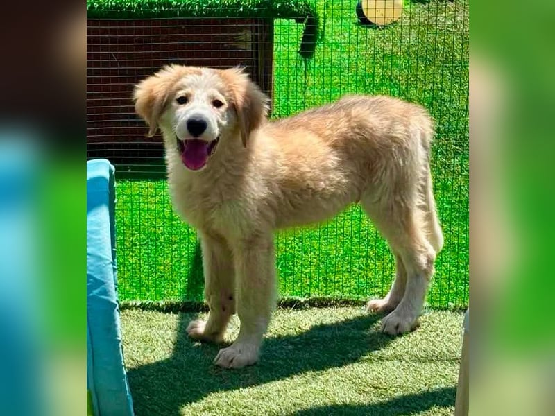 Tino, kleines Eisbärchen sucht sein Glück