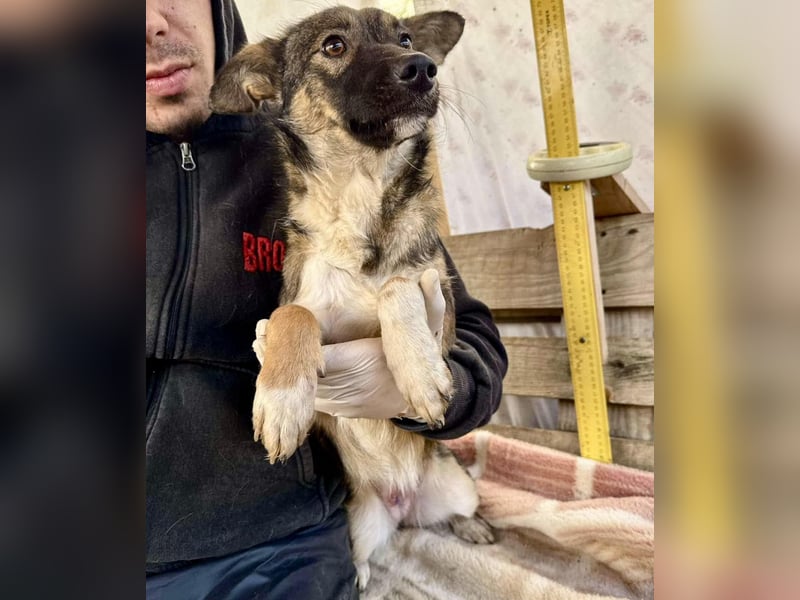 Akima sucht ganz viel Liebe