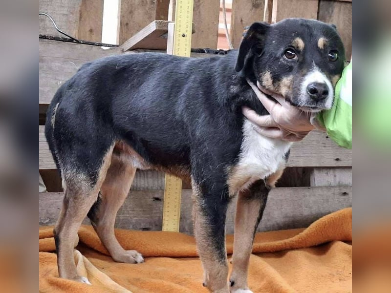 Franjo, sanfter Hundejunge sucht Menschen mit Herz und Geduld