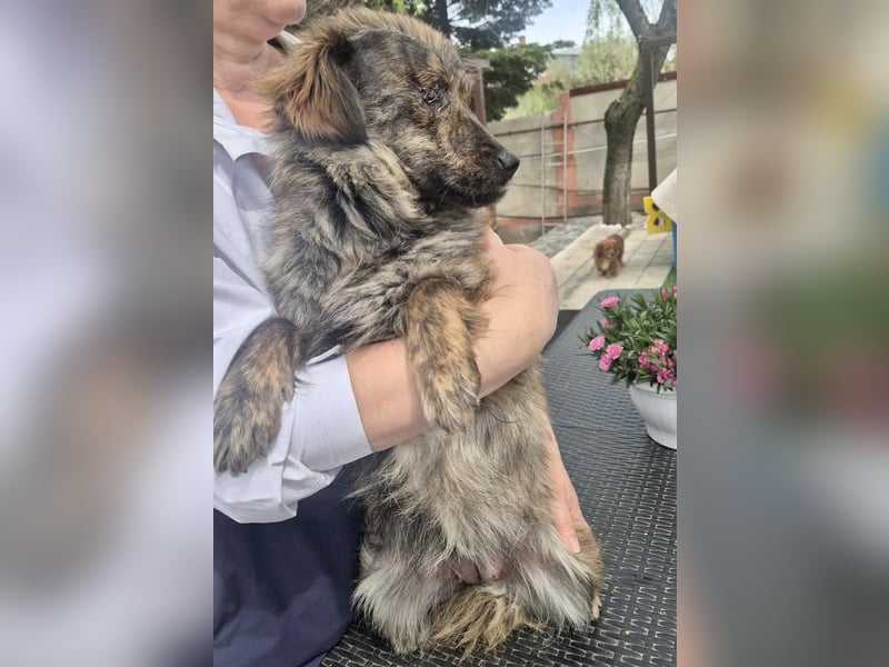 Ronja – kleine Kämpferin sucht ihr Happy End