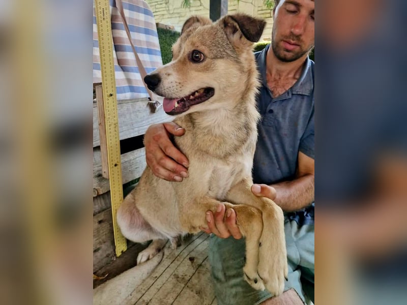 Freundlicher Quentin sucht seine Herzensmenschen