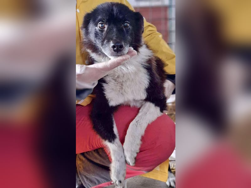 Trauriger, verwaister Pedro