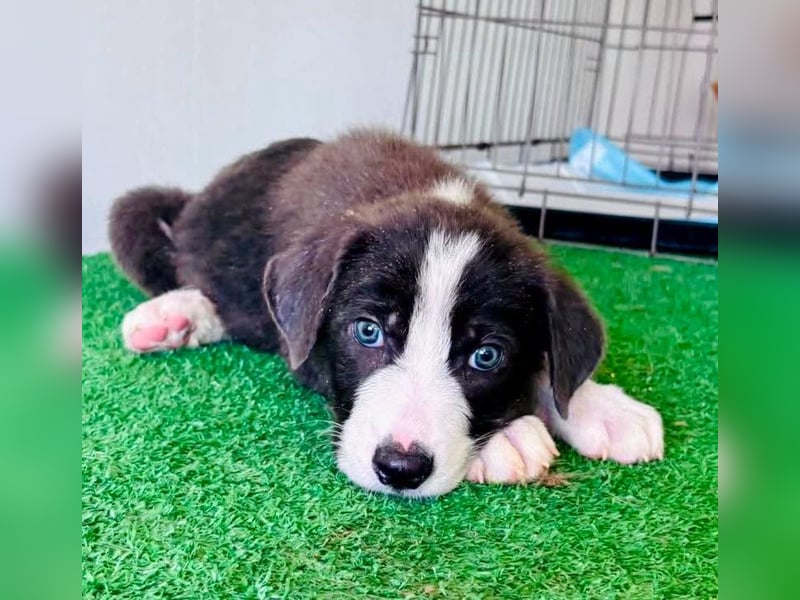 Kleiner Herzenshund Figo sucht seine Familie