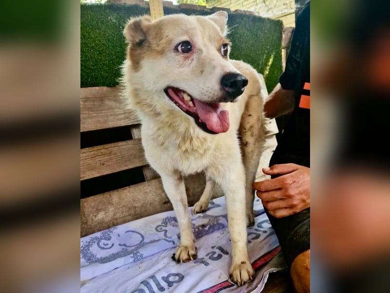 Tschigsy, sanfte Seniorin sucht ihre Familie