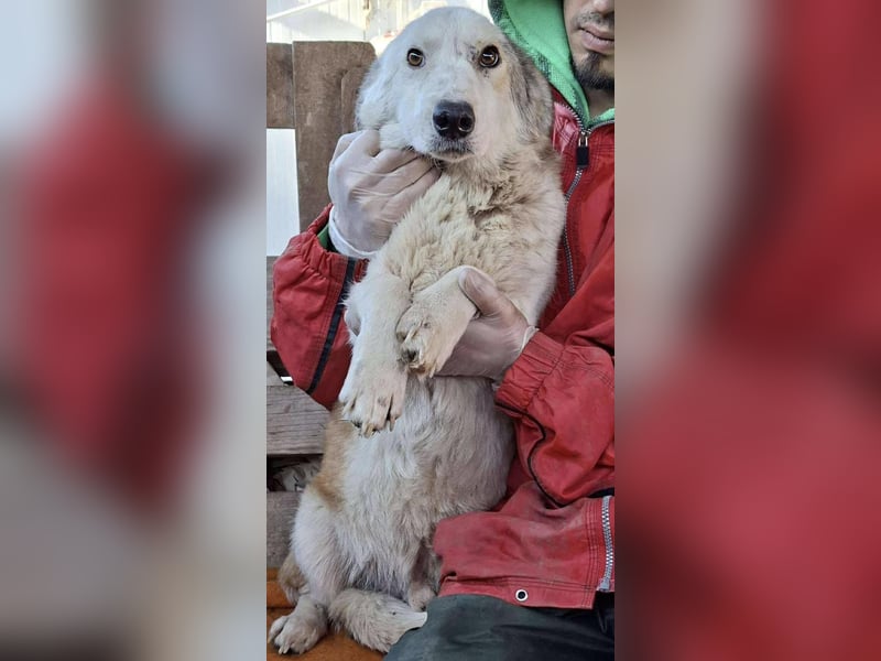 Vorsichtiger Junghund Frodo sucht ein geduldiges Zuhause