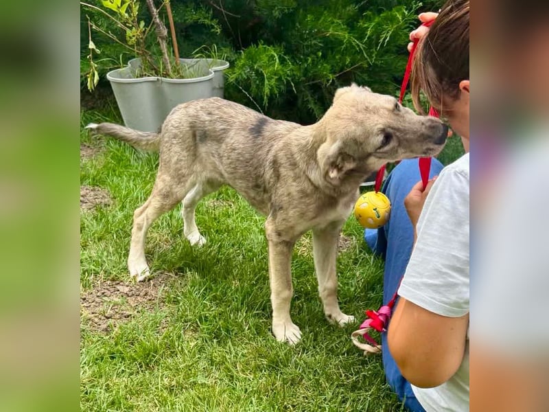Juddy, kleine Herzensmaus sucht ihr Glück