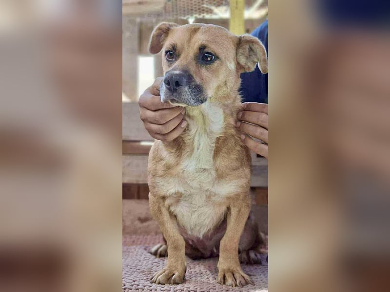 Lisa – sanfte Hündin mit großem Herzen