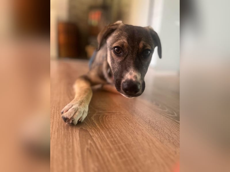 Arco - Ein besonderer Hundejunge wartet auf seine Familie