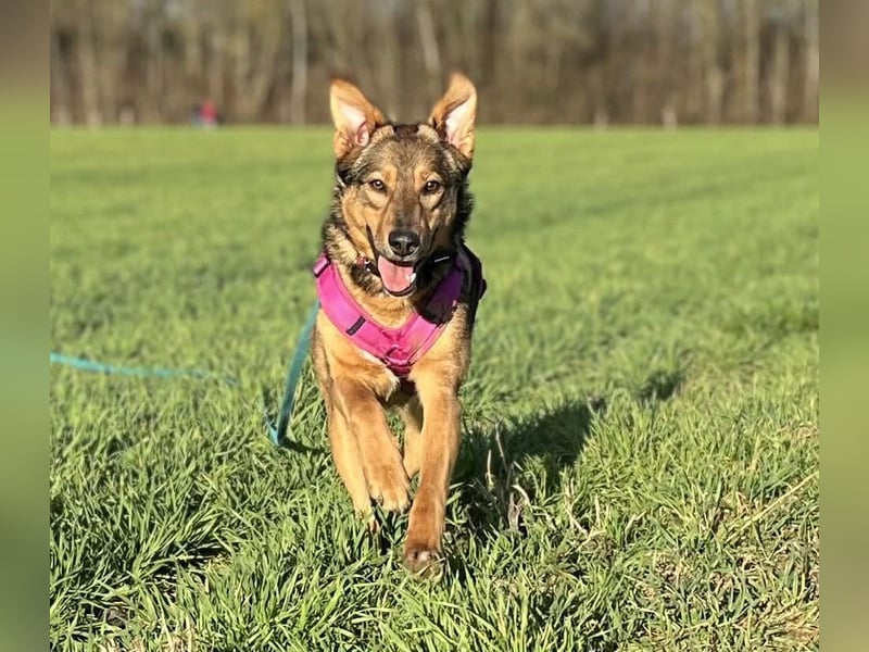 Sanfte Seele Jessy sucht ihr Für-immer-Zuhause