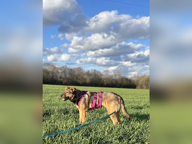 Sanfte Seele Jessy sucht ihr Für-immer-Zuhause