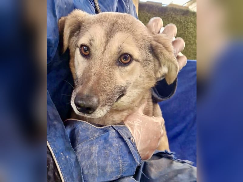 Zierliche Junghündin Dana