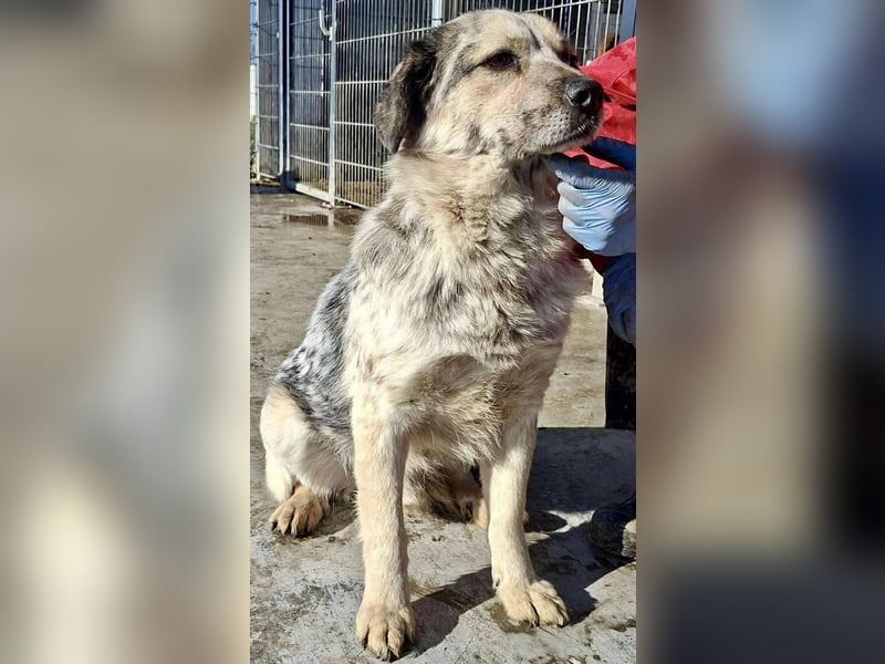 Schmusiger, verspielter Cisco