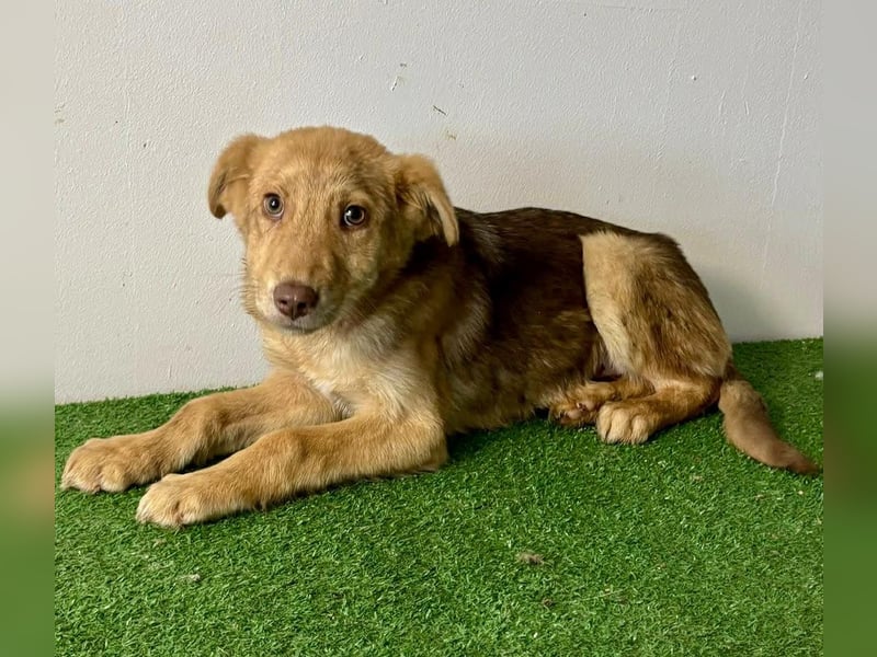 Bildhübsches Welpenmädchen Lumi