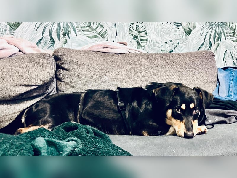 Fröhliches Hundemädchen Juna sucht ihre Menschen