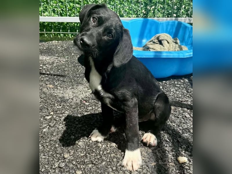Cupcake – kleiner Glückspilz sucht seine Familie