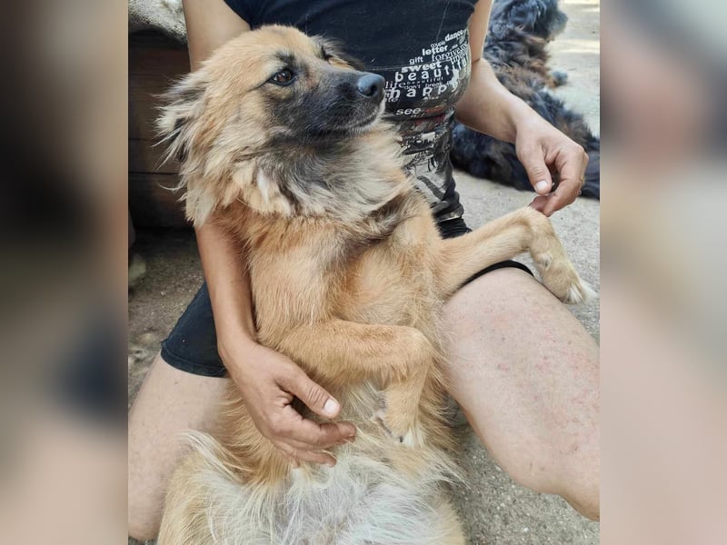 Freundliche Linda ist verspielt und verträglich