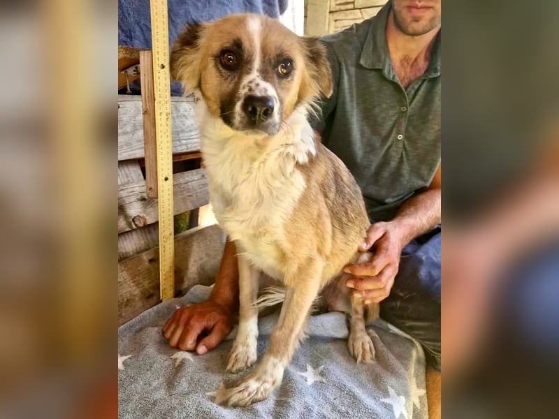 Romy, sanfte Schmusemaus sucht ihre Familie