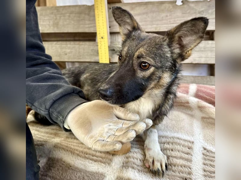 Akima sucht ganz viel Liebe