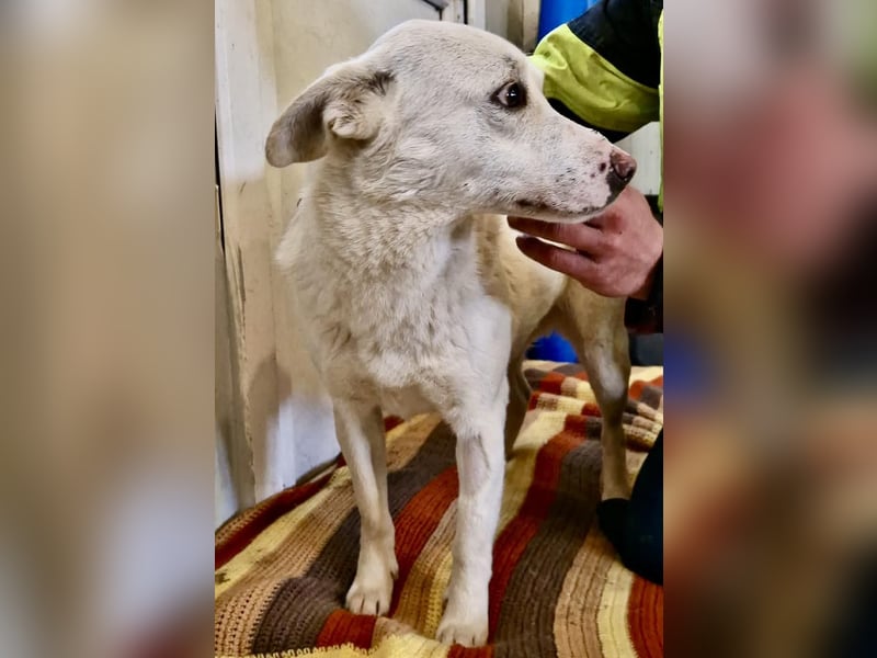 Dankbare, sanfte Blanche