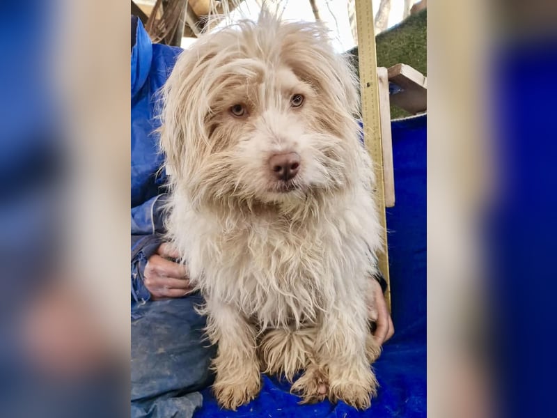 Todtrauriger Boomer auf der Suche nach Glück