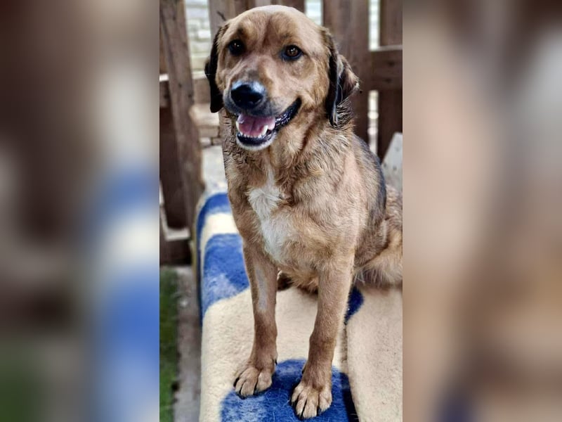 Freundlicher, ruhiger Kiran