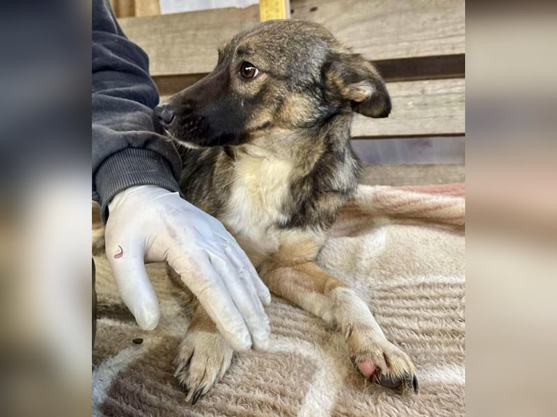 Akima sucht ganz viel Liebe