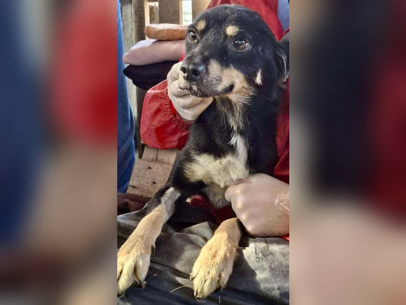 Zierlicher Junghund Frizzi – Rettung aus der Hölle