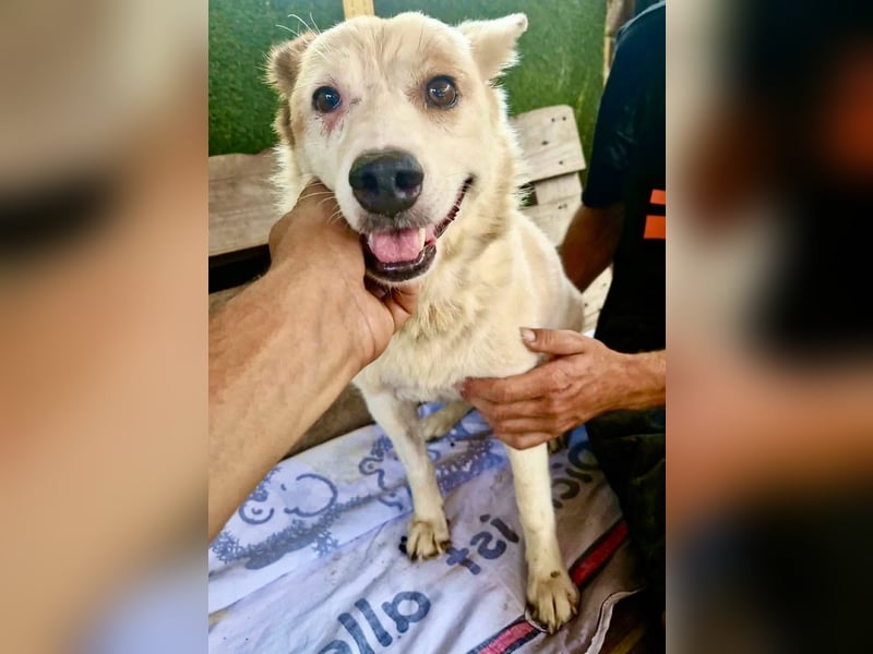 Tschigsy, sanfte Seniorin sucht ihre Familie