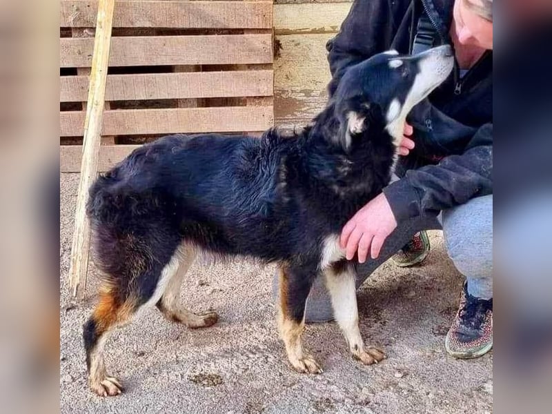 Sanfte, neugierige Hündin Dora