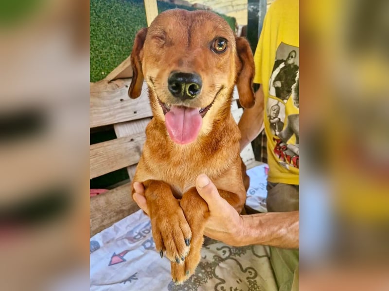 Tapfere Poppy sucht ihr Glück