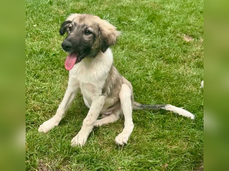 Junior, kleiner Herzensbub sucht sein Glück