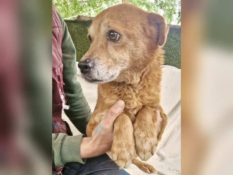 Loke – treuer Begleiter hat alles verloren und sucht einen Neuanfang