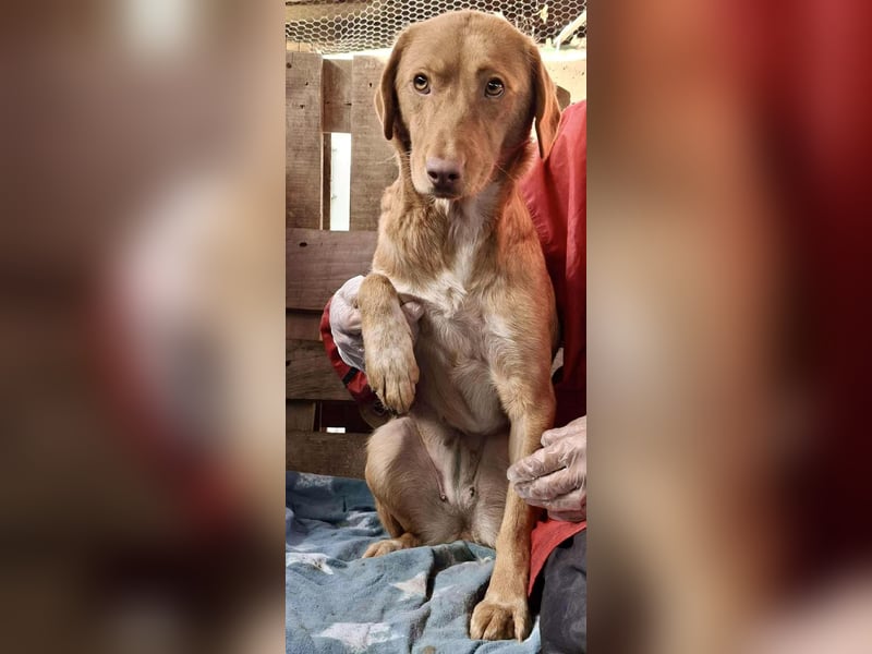 Tosca hat im Shelter Angst