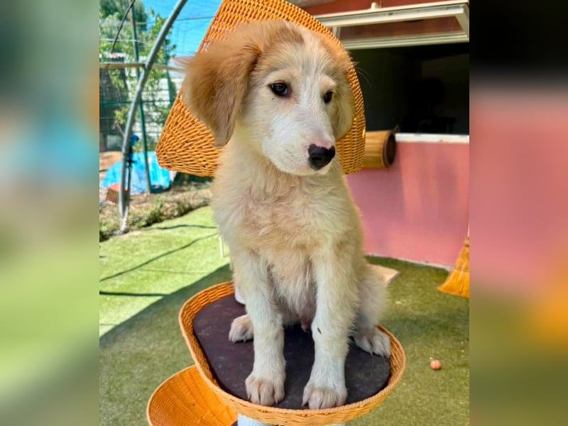 Tino, kleines Eisbärchen sucht sein Glück